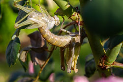 Haeutung einer Wanderheuschrecke